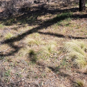 Nassella trichotoma at Watson, ACT - 21 Nov 2024