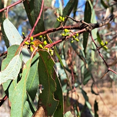 Eucalyptus bridgesiana (Apple Box) at Watson, ACT - 20 Nov 2024 by abread111