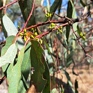 Eucalyptus bridgesiana at Watson, ACT - 21 Nov 2024