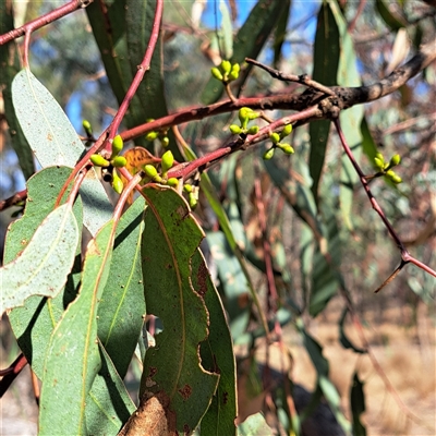 Eucalyptus bridgesiana (Apple Box) at Watson, ACT - 21 Nov 2024 by abread111