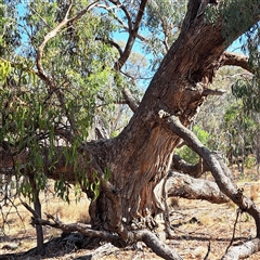 Eucalyptus bridgesiana at Watson, ACT - 21 Nov 2024