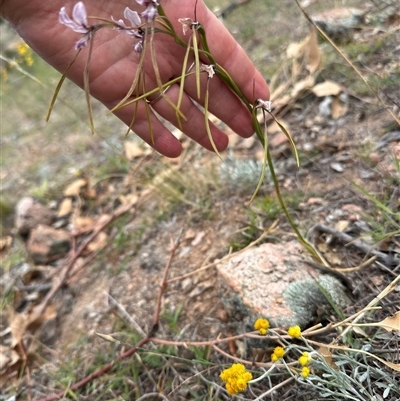 Diuris dendrobioides at Bredbo, NSW - 21 Nov 2024 by lbradley