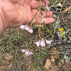 Diuris dendrobioides at suppressed - suppressed