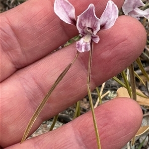 Diuris dendrobioides at suppressed - suppressed