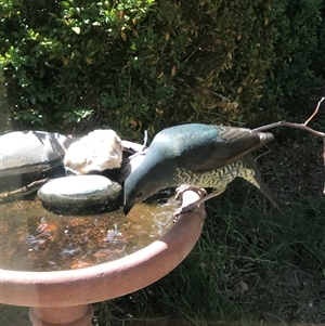 Ptilonorhynchus violaceus at Dunlop, ACT - suppressed