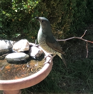 Ptilonorhynchus violaceus at Dunlop, ACT - suppressed