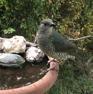 Ptilonorhynchus violaceus at Dunlop, ACT - suppressed