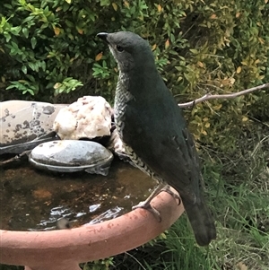 Ptilonorhynchus violaceus at Dunlop, ACT - suppressed