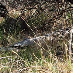 Oryctolagus cuniculus (European Rabbit) at Watson, ACT - 21 Nov 2024 by abread111