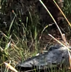 Oryctolagus cuniculus at Watson, ACT - 21 Nov 2024