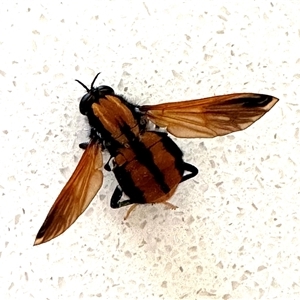 Pelecorhynchus fulvus (Orange cap-nosed fly) at Beard, ACT by cherylhodges