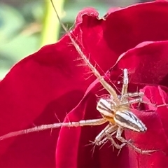 Oxyopes (genus) (Lynx spider) at Watson, ACT - 20 Nov 2024 by sbittinger