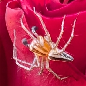 Oxyopes sp. (genus) at Watson, ACT - 20 Nov 2024