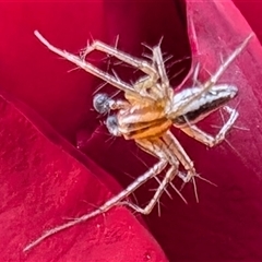 Oxyopes sp. (genus) at Watson, ACT - 20 Nov 2024