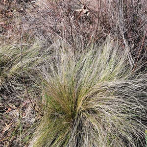 Nassella trichotoma (Serrated Tussock) at Watson, ACT by abread111