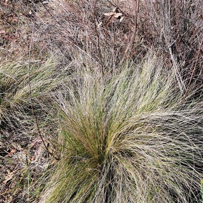 Nassella trichotoma (Serrated Tussock) at Watson, ACT - 21 Nov 2024 by abread111