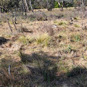 Nassella trichotoma at Watson, ACT - 21 Nov 2024