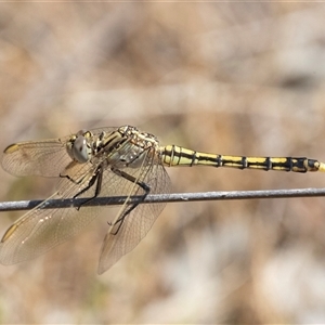 Orthetrum caledonicum at Dunlop, ACT - 19 Nov 2024 11:08 AM