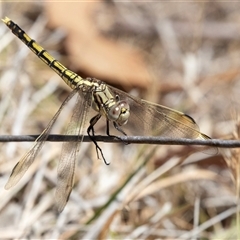 Orthetrum caledonicum at Dunlop, ACT - 19 Nov 2024 11:08 AM