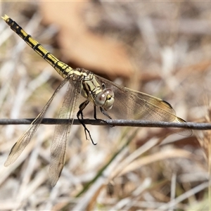 Orthetrum caledonicum at Dunlop, ACT - 19 Nov 2024 11:08 AM