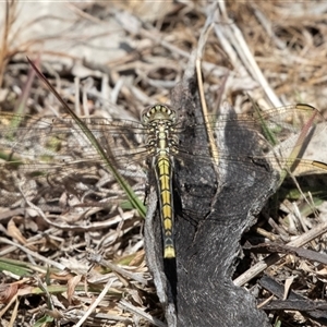 Orthetrum caledonicum at Dunlop, ACT - 19 Nov 2024 11:02 AM