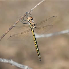 Hemicordulia australiae (Australian Emerald) at Dunlop, ACT - 19 Nov 2024 by AlisonMilton