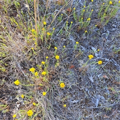 Chrysocephalum apiculatum (Common Everlasting) at Watson, ACT - 20 Nov 2024 by abread111