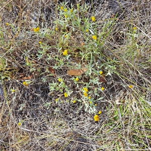 Chrysocephalum apiculatum at Watson, ACT - 21 Nov 2024 08:51 AM