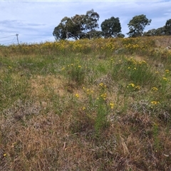 Hypericum perforatum (St John's Wort) at Farrer, ACT - 11 Nov 2024 by julielindner