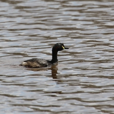 Tachybaptus novaehollandiae (Australasian Grebe) at Throsby, ACT - 20 Nov 2024 by RodDeb