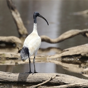 Threskiornis molucca (Australian White Ibis) at Throsby, ACT by RodDeb