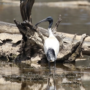 Threskiornis molucca at Throsby, ACT - 20 Nov 2024