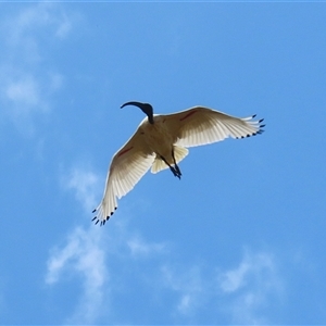 Threskiornis molucca at Throsby, ACT - 20 Nov 2024