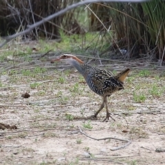 Gallirallus philippensis (Buff-banded Rail) at Throsby, ACT - 20 Nov 2024 by RodDeb