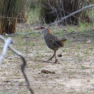 Gallirallus philippensis at Throsby, ACT - 20 Nov 2024 12:39 PM