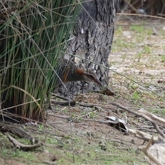 Gallirallus philippensis at Throsby, ACT - 20 Nov 2024 12:39 PM