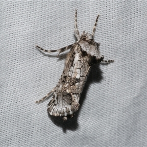 Archaeoses polygrapha at Freshwater Creek, VIC - suppressed