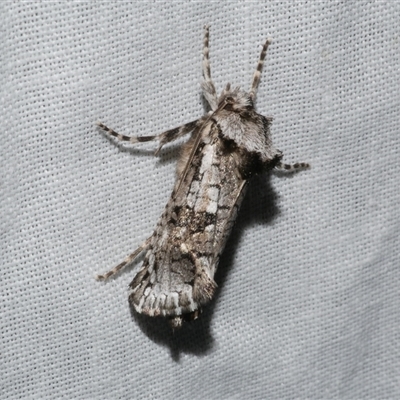 Unidentified Wood moth (Cossidae) at Freshwater Creek, VIC - 16 Nov 2024 by WendyEM