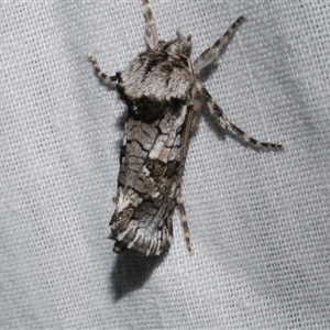 Archaeoses polygrapha at Freshwater Creek, VIC - suppressed