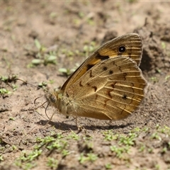 Heteronympha merope (Common Brown Butterfly) at Throsby, ACT - 20 Nov 2024 by RodDeb