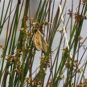 Heteronympha merope at Throsby, ACT - 20 Nov 2024