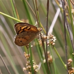 Heteronympha merope at Throsby, ACT - 20 Nov 2024 12:08 PM