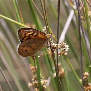 Heteronympha merope at Throsby, ACT - 20 Nov 2024 12:08 PM