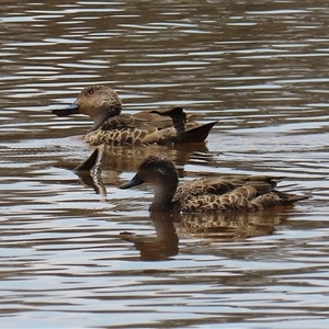 Anas gracilis (Grey Teal) at Throsby, ACT by RodDeb