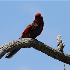 Platycercus elegans (Crimson Rosella) at Throsby, ACT - 20 Nov 2024 by RodDeb