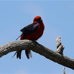 Platycercus elegans at Throsby, ACT - 20 Nov 2024