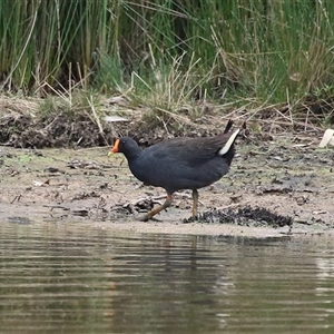 Gallinula tenebrosa at Throsby, ACT by RodDeb