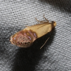 Eupselia iridizona at Freshwater Creek, VIC - 16 Nov 2024