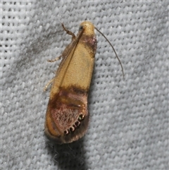 Eupselia iridizona at Freshwater Creek, VIC - 16 Nov 2024