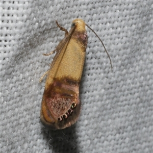 Eupselia iridizona at Freshwater Creek, VIC - 16 Nov 2024